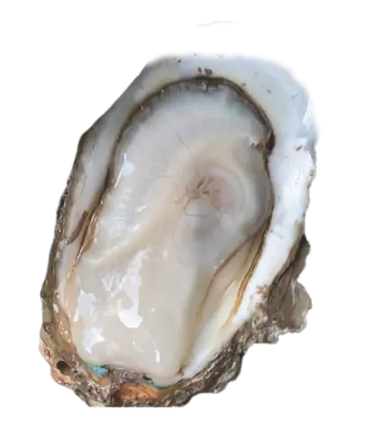 Hình ảnh Hàu đại dương nướng (500gram cả vỏ, từ 1 đến 3 con)