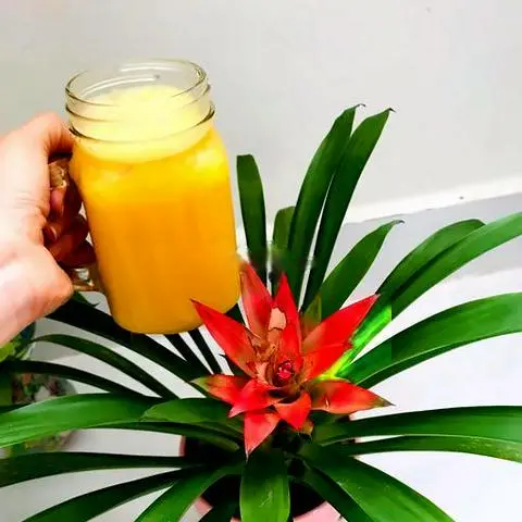 Hình ảnh Nước ép thơm - dứa