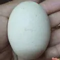 Hình ảnh Trứng Gà Vữa