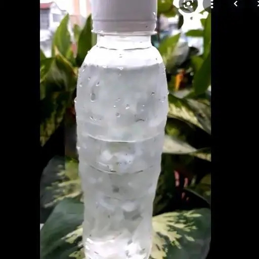 Hình ảnh Nha Đam Mũ Trôm