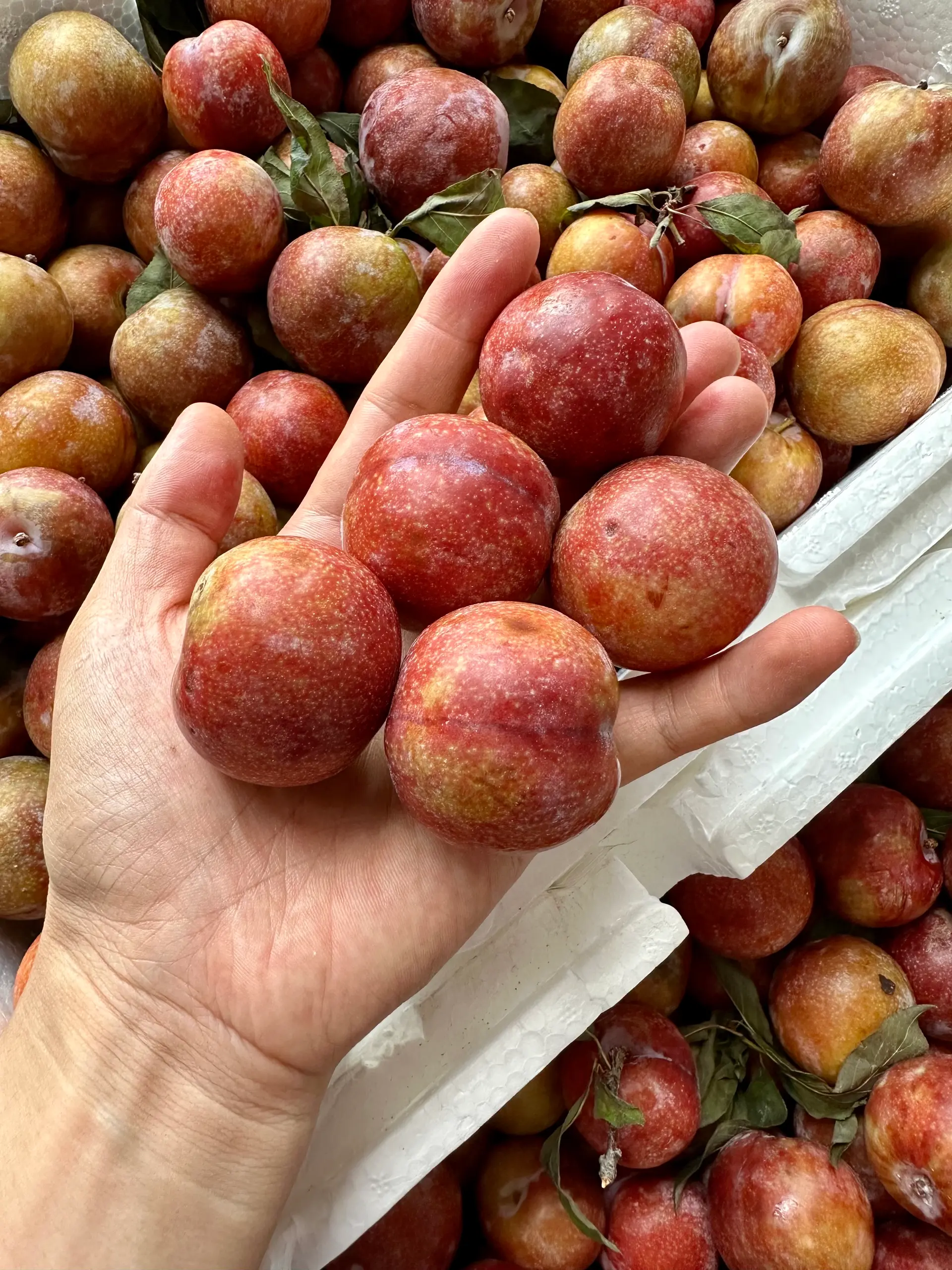 Hình ảnh Mận Hà Nội 1kg