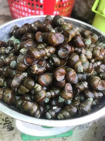 Hình ảnh Ốc Hút Gạo Xào Sả Ớt Phần Nhỏ 