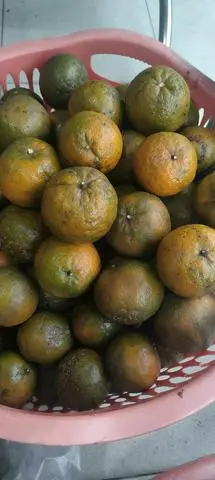 Hình ảnh 5kg Cam sành chín cây 