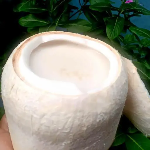 Hình ảnh Rau câu dừa trái