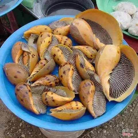 Hình ảnh Ốc giác nướng mỡ hành