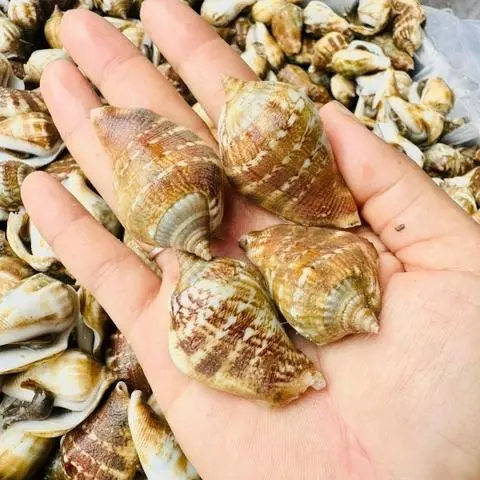 Hình ảnh ỐC NHẢY xào bơ tỏi (NỬA KG)