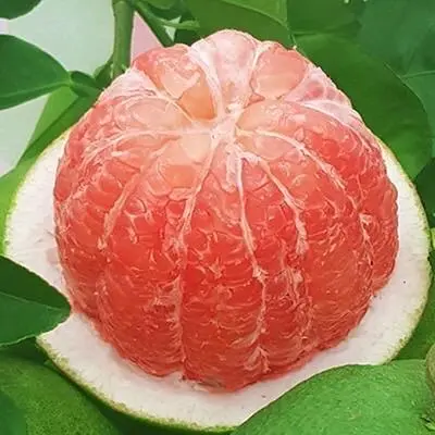 Hình ảnh Bưởi da xanh 400g + muối tôm 