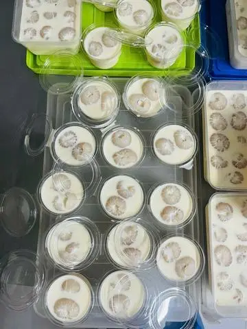 Hình ảnh khúc bạch vải mini 
