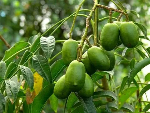 Hình ảnh Cóc lắc muối ớt Tây Ninh 