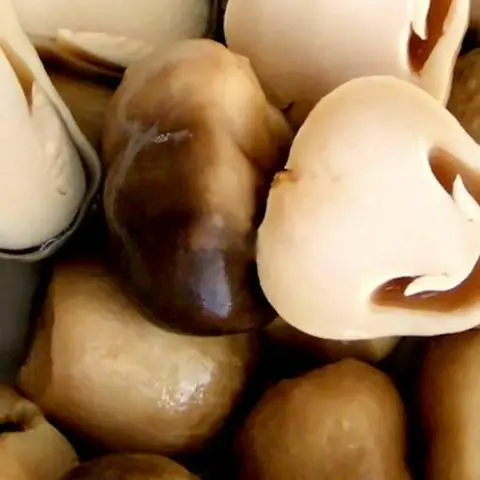 Hình ảnh Nấm rơm thêm 