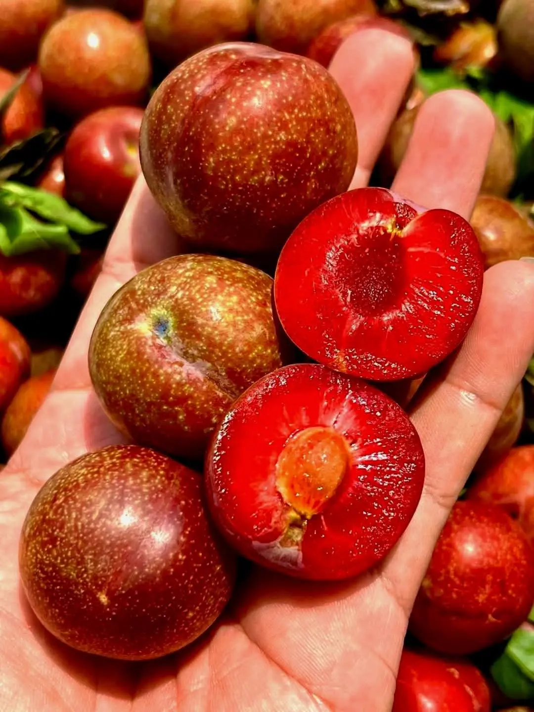 Hình ảnh Phần Mận Hậu