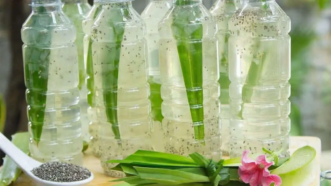 Hình ảnh Nha đam hạt chia