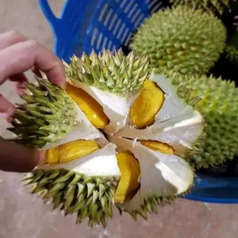 Hình ảnh Sầu riêng ri6 nguyên quả 3kg