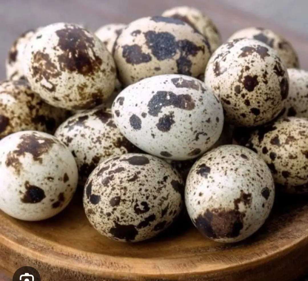Hình ảnh trứng cút - 5 trứng