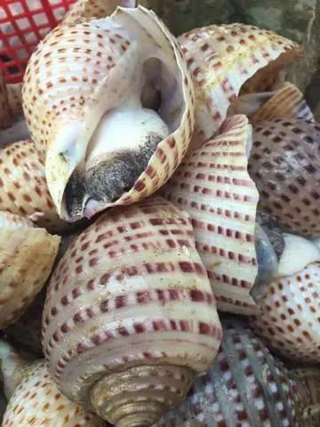 Hình ảnh Tỏi giấy nướng Mở Hành 