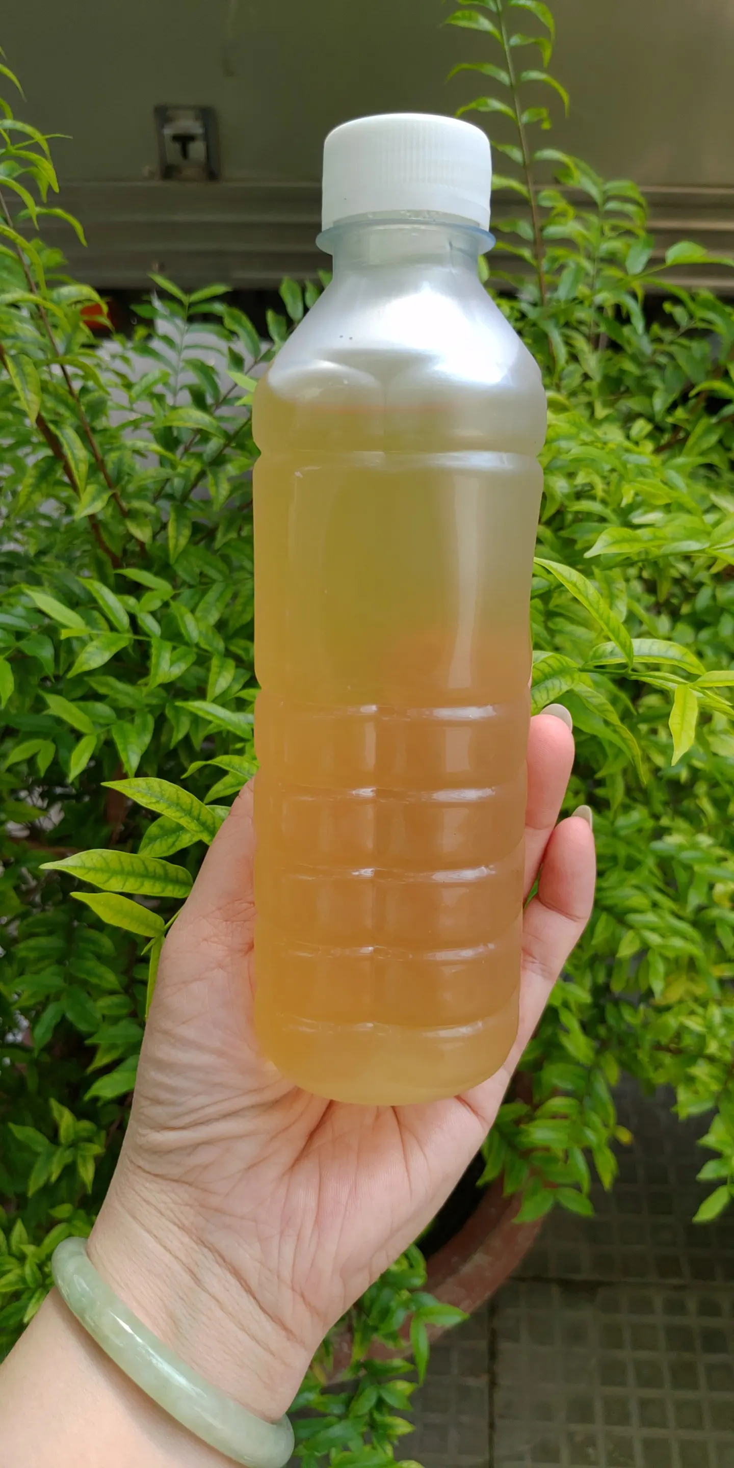 Hình ảnh Sâm bông cúc