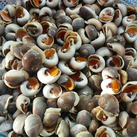 Hình ảnh Ốc mỡ rang me