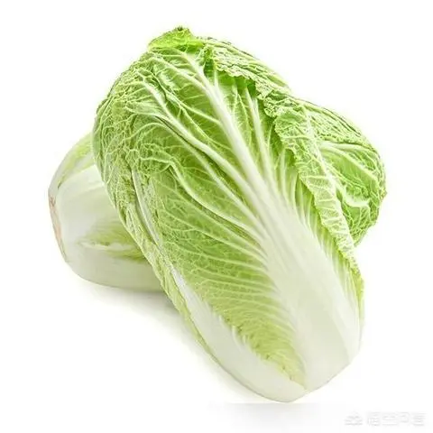 Hình ảnh Bắp Cải - Cabbage 白菜