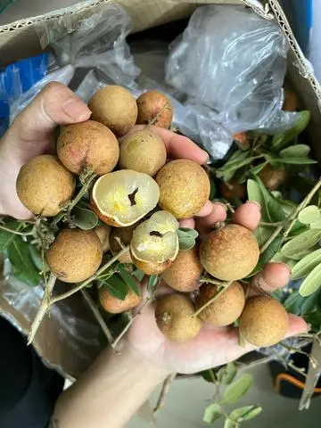 Hình ảnh Thanh Nhãn