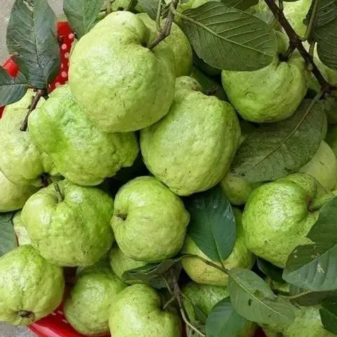 Hình ảnh ỔI ĐÓNG HỘP