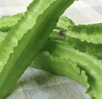 Hình ảnh Đậu rồng sống 
