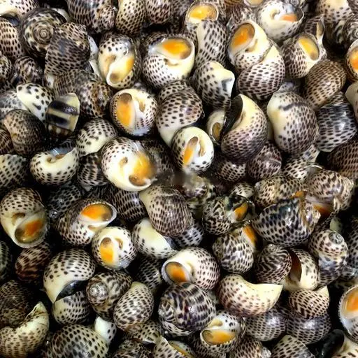 Hình ảnh Ốc bông xào cay