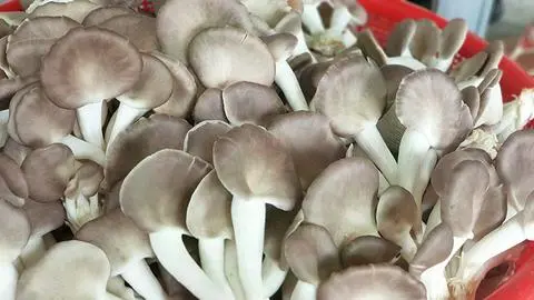 Hình ảnh Nấm thêm (Kim châm, bào ngư)