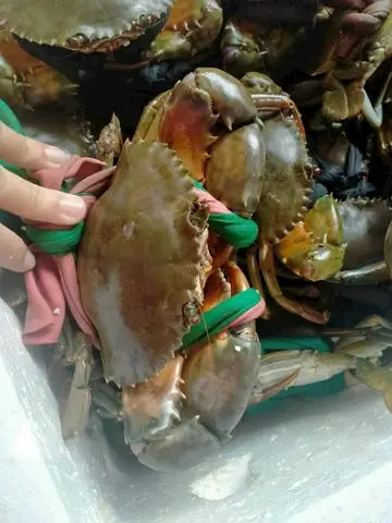 Hình ảnh Sét 1con cua sống lớn 