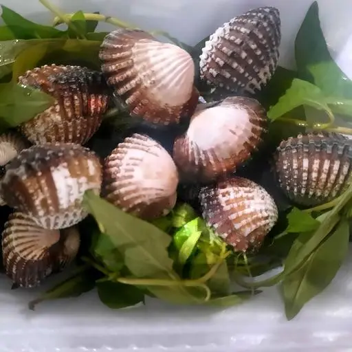 Hình ảnh Huyết Lacot