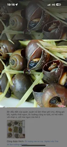 Hình ảnh Ốc lác