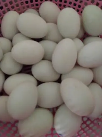 Hình ảnh Trứng Vịt Lộn