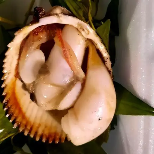 Hình ảnh Sò dương nướng mọi (1 Con)