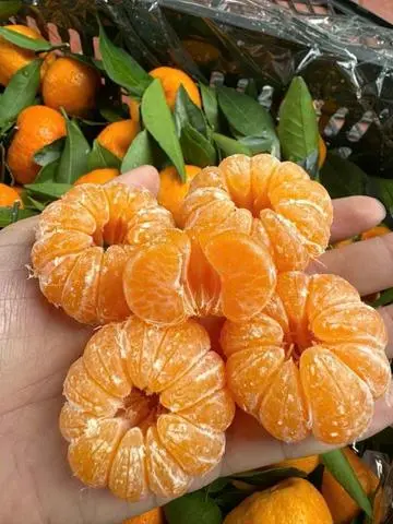 Hình ảnh Khay 500g Quýt bóc sẵn ngon ngọt