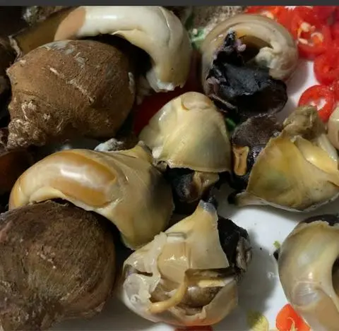 Hình ảnh Ốc búa hấp sả