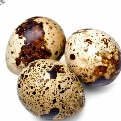 Hình ảnh Cút lộn luộc
