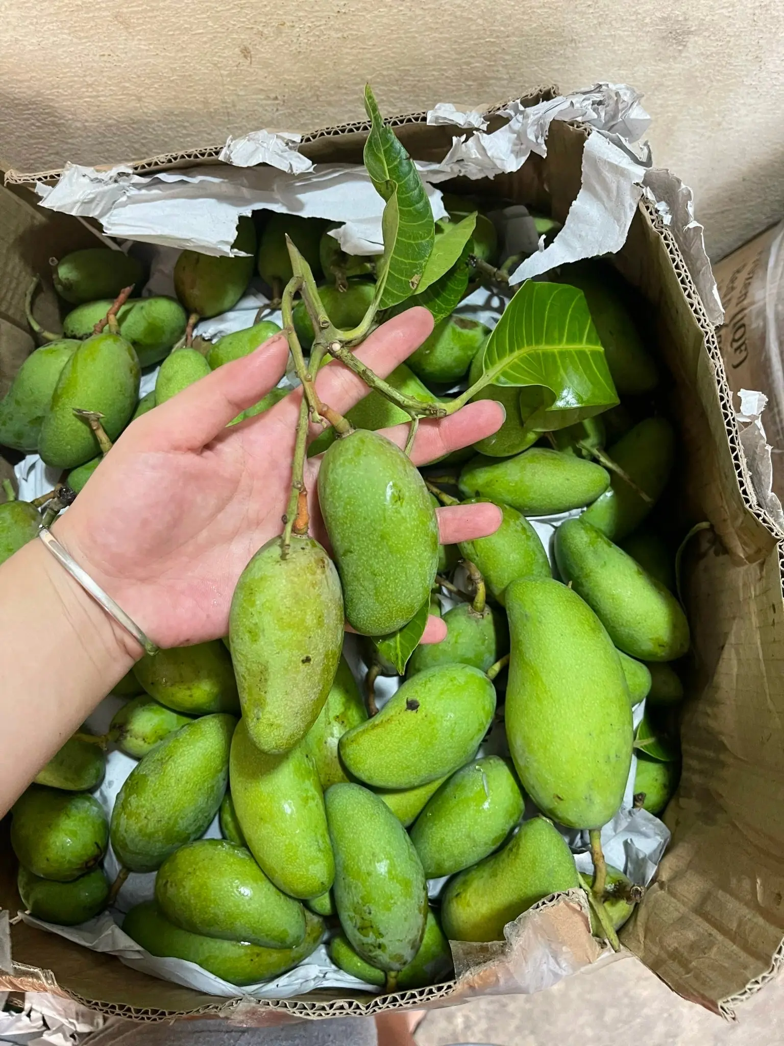 Hình ảnh xoài bao tử 1kg chưa gọt