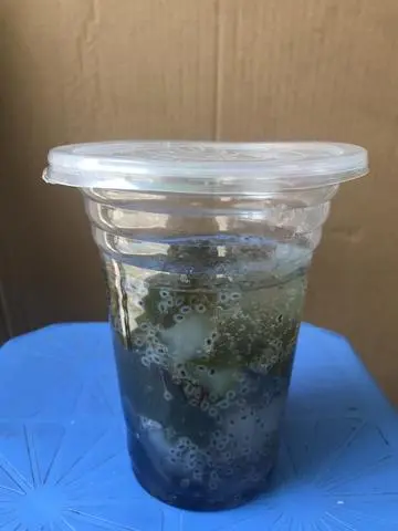 Hình ảnh Sương sâm hạt é 