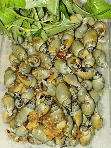 Hình ảnh Ốc cà na trung