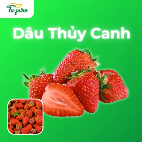 Hình ảnh Dâu thuỷ canh loại 2-hộp 500gr
