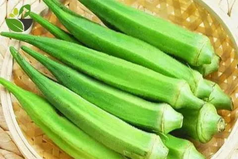 Hình ảnh Đậu Bắp - 3 trái 