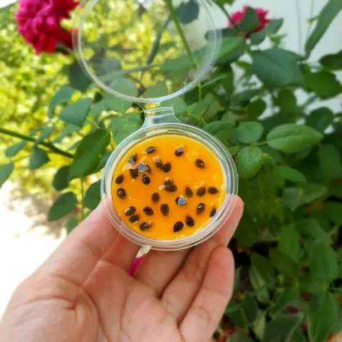 Hình ảnh Panna Cotta Mix sốt trái cây