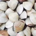 Hình ảnh Nghêu xào lá quế