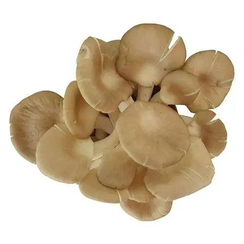 Hình ảnh Nấm thêm