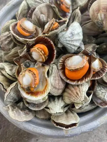 Hình ảnh Sò kim cương hấp sả 