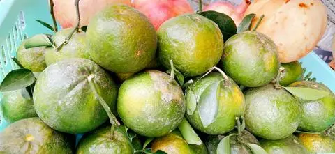 Hình ảnh Cam - Sữa