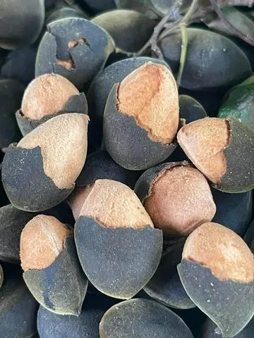 Hình ảnh Say nhung trái (500gram)