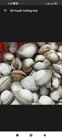 Hình ảnh SÒ HUYẾT NƯỚNG MỌI, LACOT