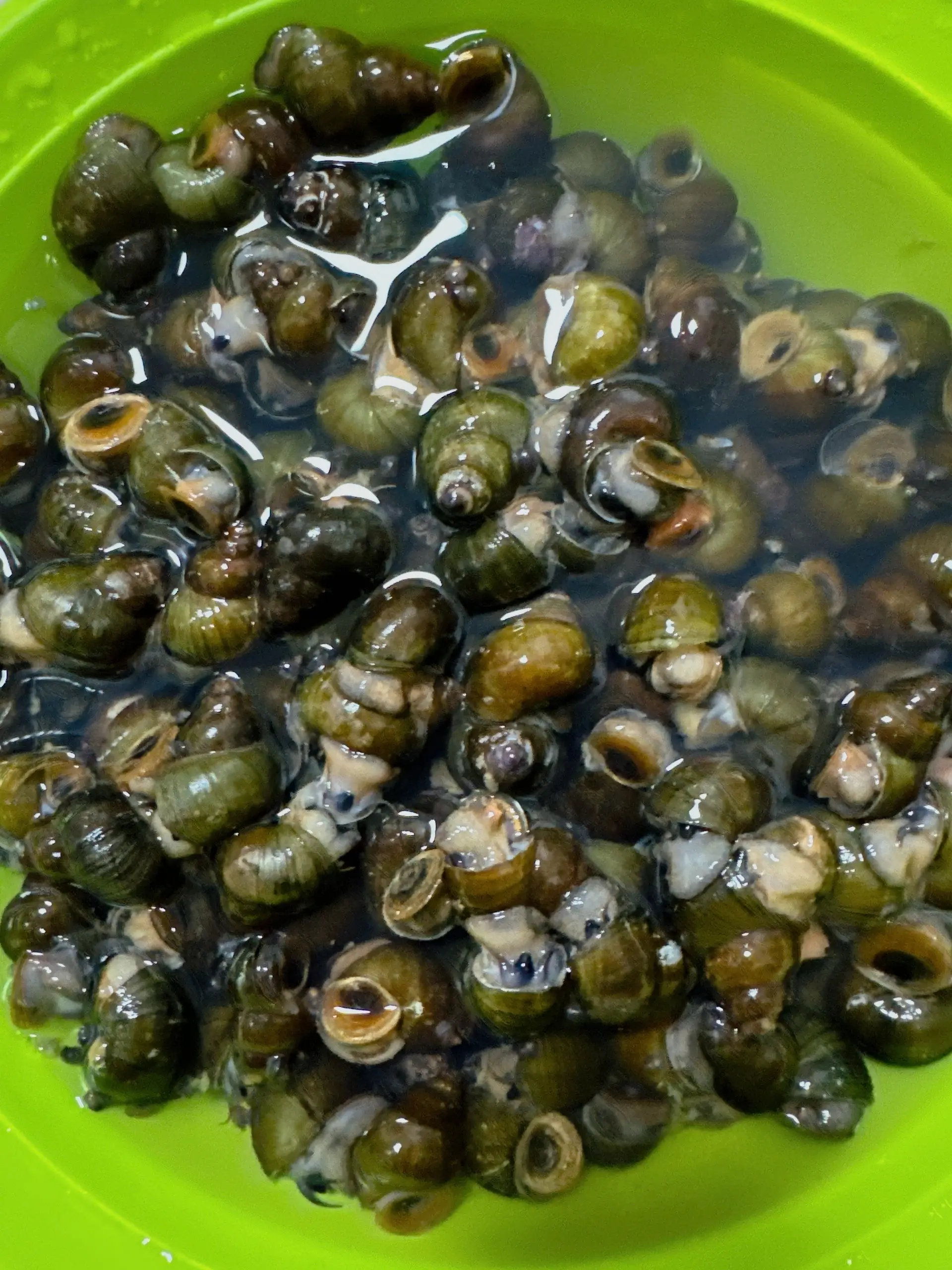 Hình ảnh Ốc Đắng Hấp Sả-1Kg