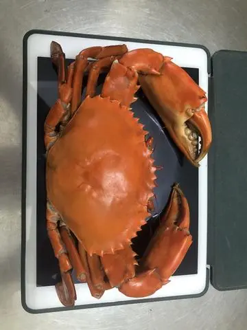Hình ảnh 1 CUA THỊT SIZE KHỔNG LỒ