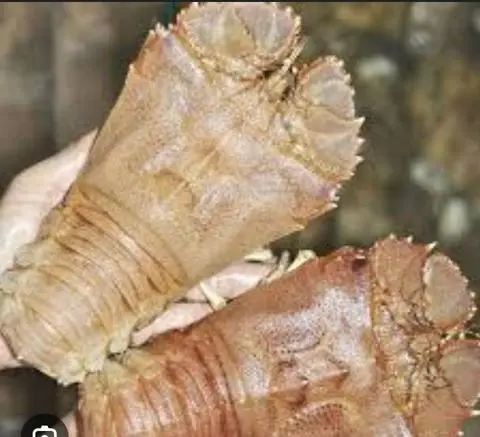 Hình ảnh Tôm muni hấp 1 con